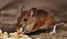 24 Hour & Emergency Exterminators in Marysville, MT